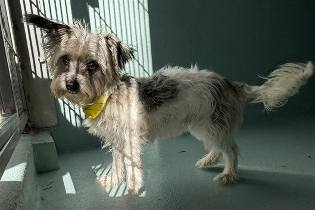 Shelter Stray Female Dog last seen , 6443 Oak Canyon, Irvine, CA 92618, USA