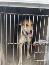 Shelter Stray Male Dog last seen Near, 2600 S Harding St, Indianapolis, IN 46221, USA
