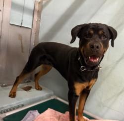 Shelter Stray Female Dog last seen VALLEY OAK/BARRANCA, 6443 Oak Canyon, Irvine, CA 92618, USA