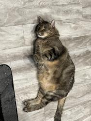 Reunited Male Cat last seen Near Campbell Rd NW, Albuquerque, NM 87104