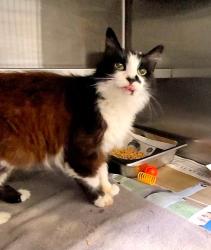 Shelter Stray Female Cat last seen , 1850 W 60th St, Los Angeles, CA 90047, USA