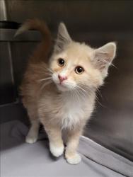 Shelter Stray Male Cat last seen , 1850 W 60th St, Los Angeles, CA 90047, USA