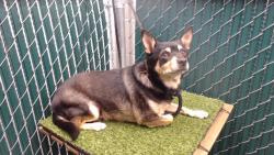 Shelter Stray Male Dog last seen , 11258 Garfield Ave, Downey, CA 90242, USA