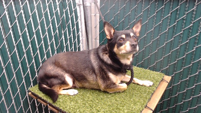 Shelter Stray Male Dog last seen , 11258 Garfield Ave, Downey, CA 90242, USA