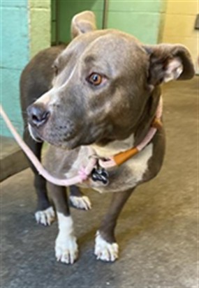 Shelter Stray Female Dog last seen RIO LINDA BLVD & MARYSVILLE BLVD, 2127 Front St, Sacramento, CA 95818, USA
