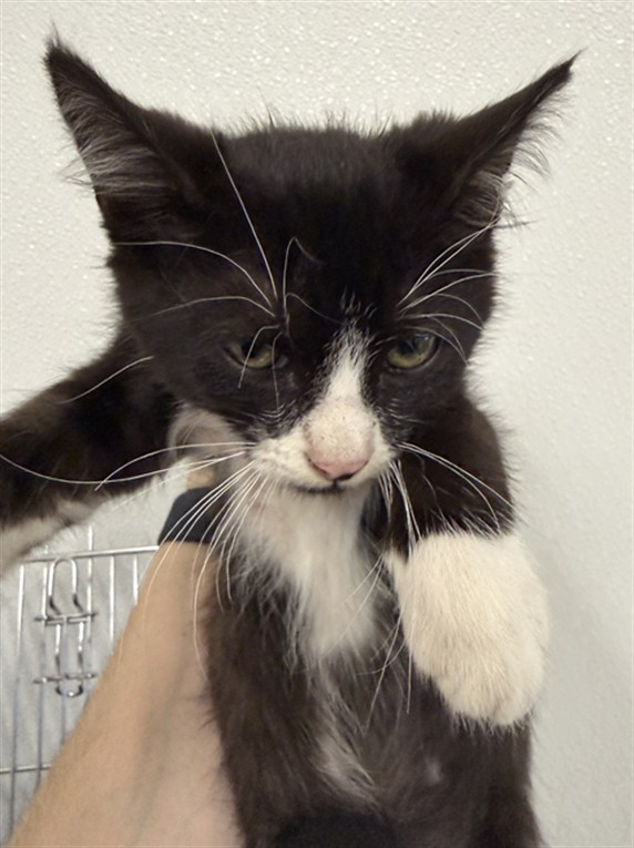 Shelter Stray Male Cat last seen BELMONT/BERRY, 16 Barnes Ct, Hayward, CA 94544, USA