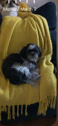 Reunited Male Dog last seen Running River Rd., Henderson, Henderson, NV 89074