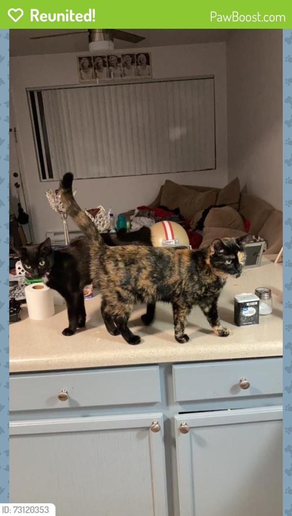 Reunited Female Cat last seen Near morris st ne 87123, Albuquerque, NM 87123