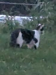 Found/Stray Unknown Cat last seen Gregory and 2nd, Champaign, IL 61820