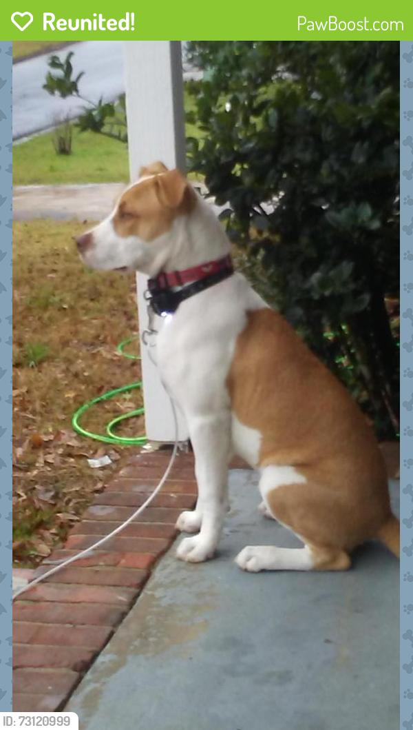 Reunited Female Dog last seen Near abbott ave 31904, Columbus, GA 31904