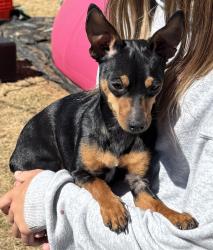 Reunited Female Dog last seen Willamette Dr, Keizer, OR 97303