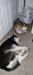 Reunited Female Dog last seen Monroe, NC, USA, Monroe, NC 28112