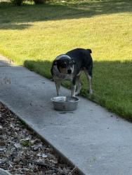 Found/Stray Male Dog last seen 55th and Gharrett, Missoula, MT 59803