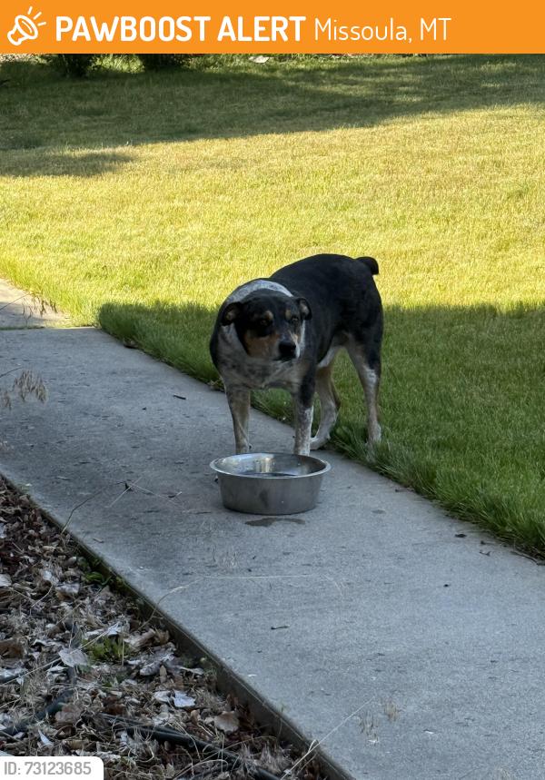 Found/Stray Male Dog last seen 55th and Gharrett, Missoula, MT 59803