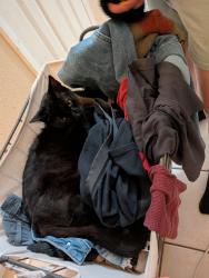 Lost Male Cat last seen Cherry tree drive and Chelsea, Schertz, TX 78108