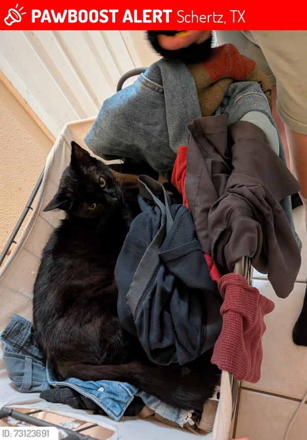 Lost Male Cat last seen Cherry tree drive and Chelsea, Schertz, TX 78108