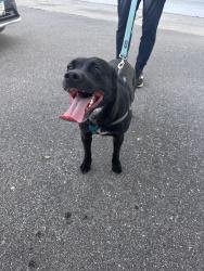 Reunited Female Dog last seen Rhode Island Ave S, Minneapolis, MN 55426
