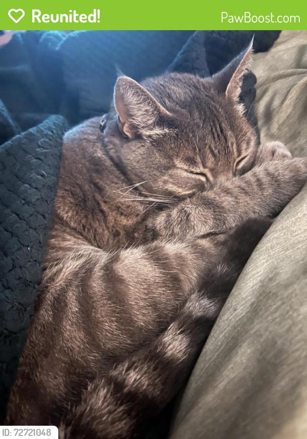 Reunited Female Cat last seen Near Jennings Mill Pkwy, Athens, GA 30606, USA, Athens, GA 30606