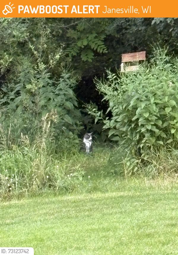 Found/Stray Unknown Cat last seen Colby ct Colby Lane, Janesville, WI 53546
