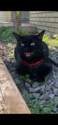 Reunited Female Cat last seen Kitson Close, Red Deer, AB T4P 4C5
