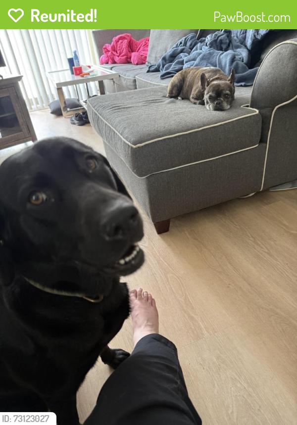 Reunited Female Dog last seen Harmony Drive and Woodgate Drive Troy MI 489083, Troy, MI 48083