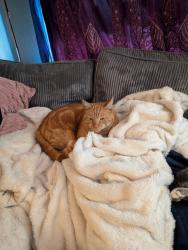 Lost Male Cat last seen Near e Park St, Carson City, NV 89706