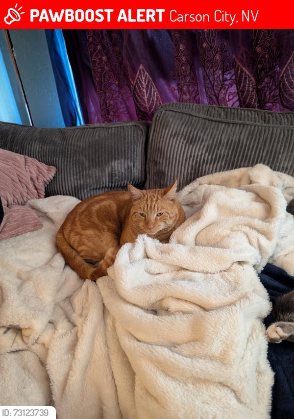 Lost Male Cat last seen Near e Park St, Carson City, NV 89706