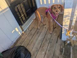 Reunited Female Dog last seen N Olive & 72nd St, Gladstone, MO 64118