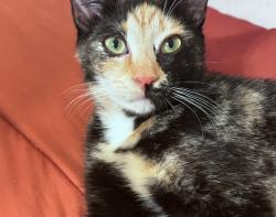 Reunited Female Cat last seen Bethany Woods Dr, Rainey Rd, Temple, GA 30179