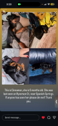 Lost Female Dog last seen Near ryverson ct Spanish springs, Spanish Springs, NV 89441