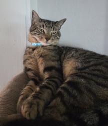 Lost Male Cat last seen New York Dr. and Poinsettia St., Fort Myers, FL 33905
