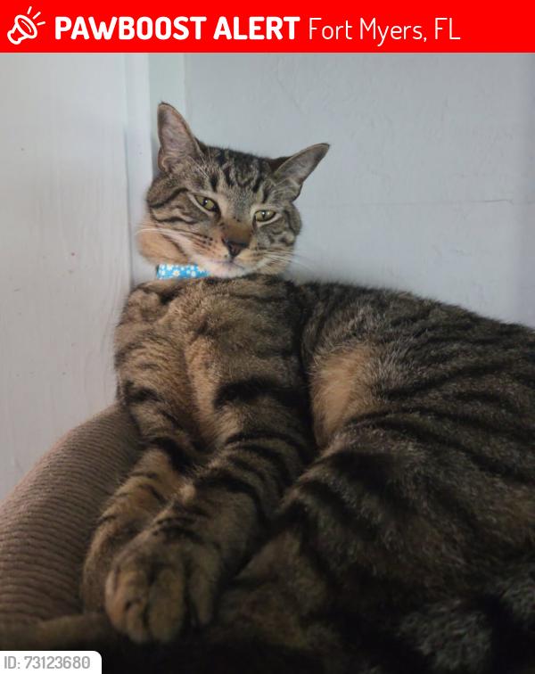 Lost Male Cat last seen New York Dr. and Poinsettia St., Fort Myers, FL 33905