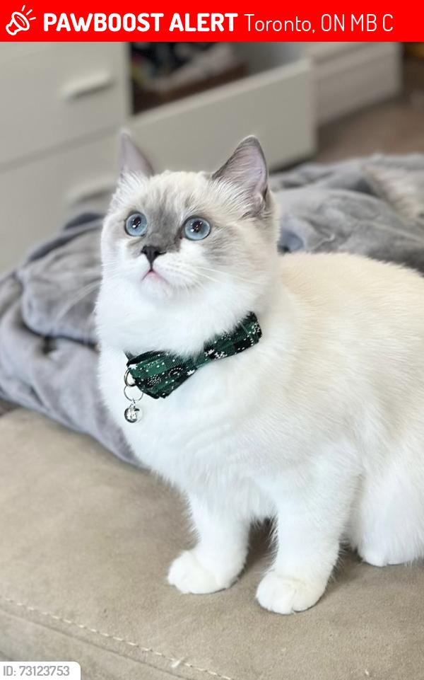 Lost Female Cat last seen Yorkmills and Leslie, Toronto, ON M3B 3C2