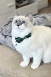 Lost Female Cat last seen Yorkmills and Leslie, Toronto, ON M3B 3C2