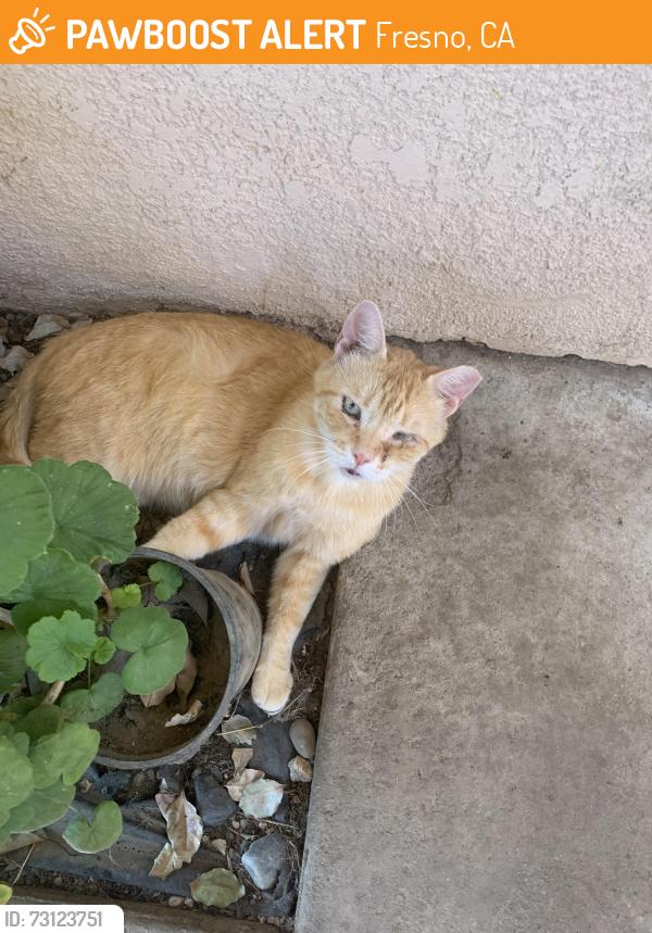 Found/Stray Male Cat last seen Chests and Geary, Fresno, CA 93725
