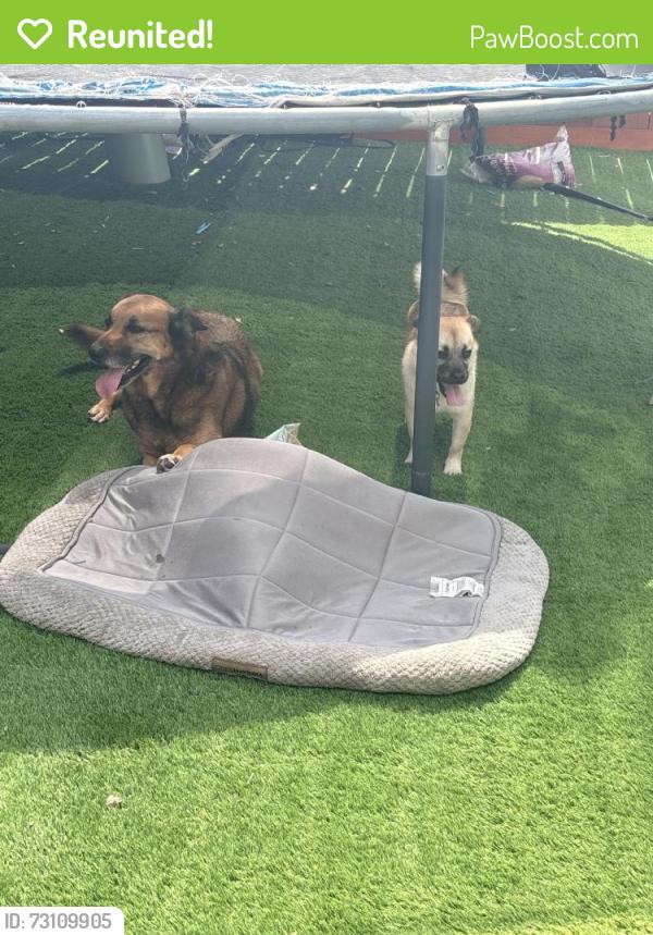 Reunited Male Dog last seen Hardsville Dr, Texas 77388, USA, Harris County, TX 77388