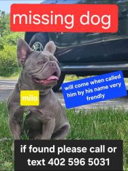 Lost Male Dog last seen North Omaha, Omaha, NE 68111