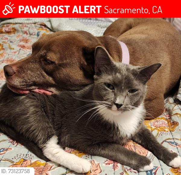 Lost Male Cat last seen Palmerson and Don Juilio, Sacramento, CA 95843