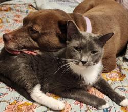 Lost Male Cat last seen Palmerson and Don Juilio, Sacramento, CA 95843