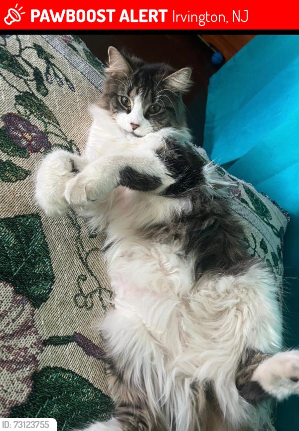Lost Female Cat last seen Yale Ave , Irvington, NJ 07111