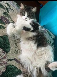 Lost Female Cat last seen Yale Ave , Irvington, NJ 07111