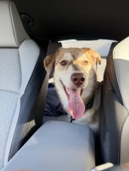 Reunited Male Dog last seen SE Duke and 82nd Ave, Portland, OR 97266
