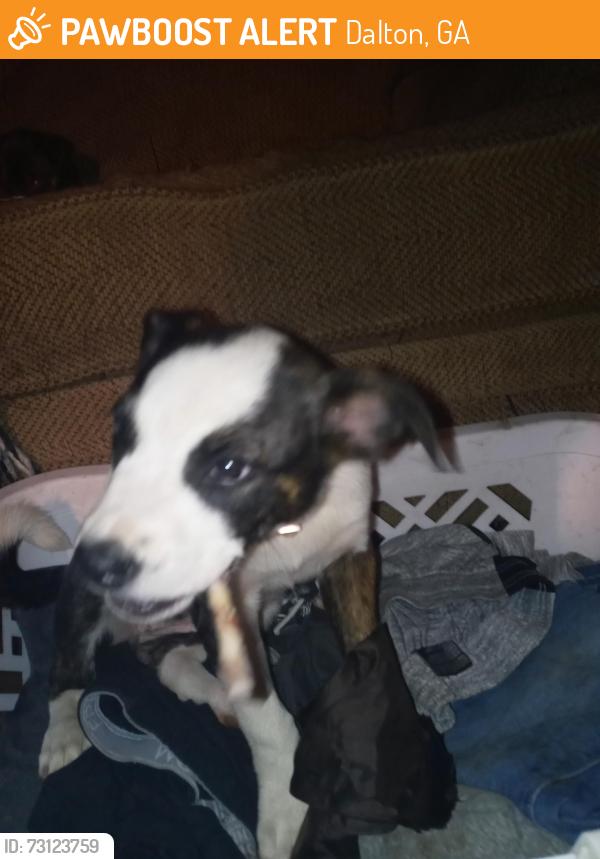 Found/Stray Female Dog last seen Cleveland hwy / train tracks, Dalton, GA 30721