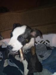 Found/Stray Female Dog last seen Cleveland hwy / train tracks, Dalton, GA 30721