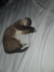 Reunited Female Cat last seen Heman Park, University City, MO 63130