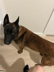 Reunited Male Dog last seen Chevalier forest, San Antonio, TX 78221