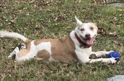 Reunited Female Dog last seen Woodrow Wilson Highschool, Dallas, TX 75214