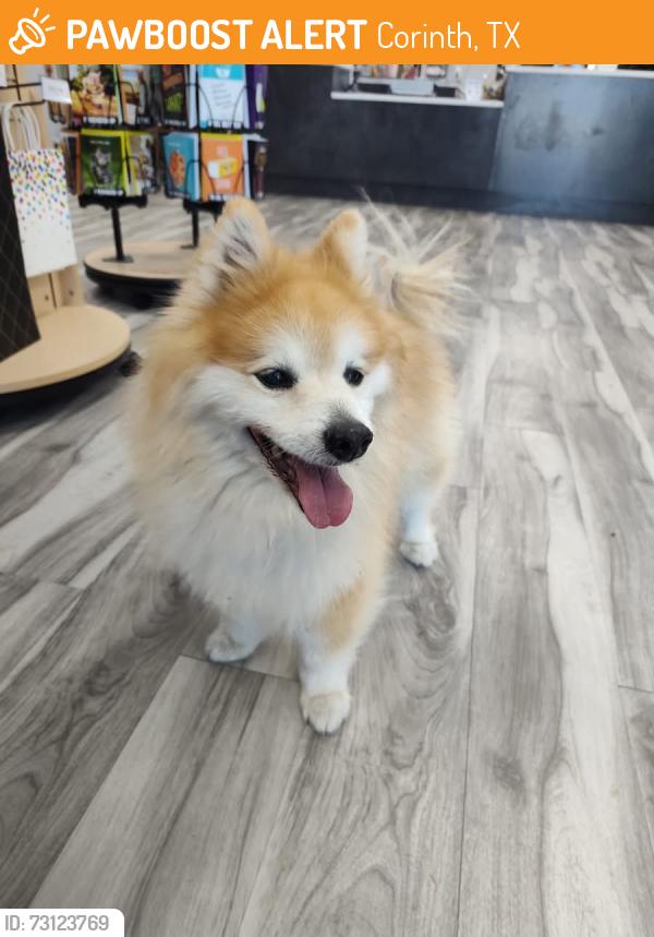 Found/Stray Female Dog last seen Corinth parkway and I-35E, Corinth, TX 76210