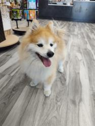 Found/Stray Female Dog last seen Corinth parkway and I-35E, Corinth, TX 76210