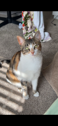 Reunited Female Cat last seen old spanish trail and ed franz elementary, San Antonio, TX 78233